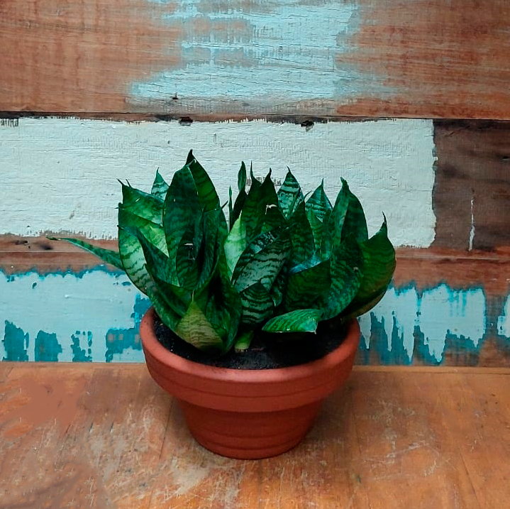 Sansevieria black gold Vaso Eugenia nº3 esmalt. verde musgo premium