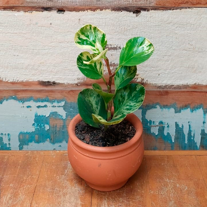 Peperomia obtusifolia Cachepô imperial mini
