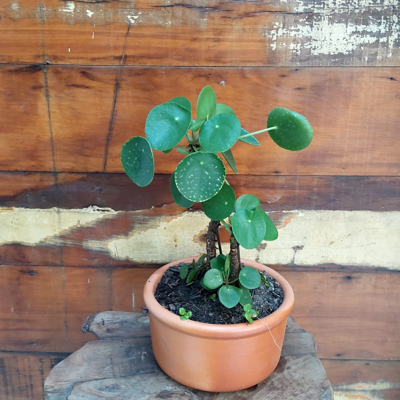 Pilea peperomioides Comedor cão reto nº2