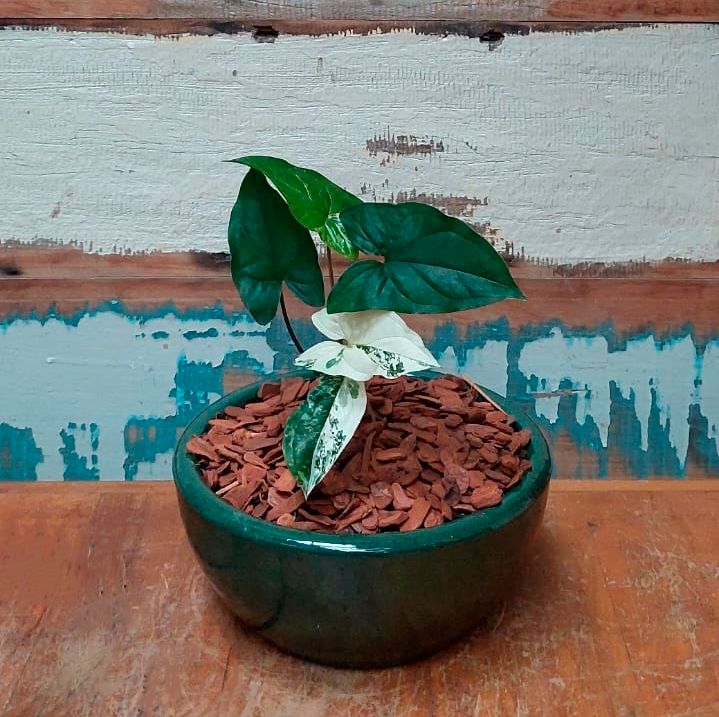 Singônio variegata Cuia nº1 esmalt. verde oliva