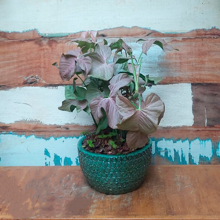 Singônio Rosa Cuia esmalt. verde oliva enigma premium