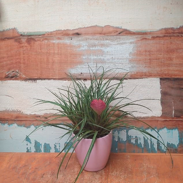 Tillandsia cyanea Vaso Genoa rosa M