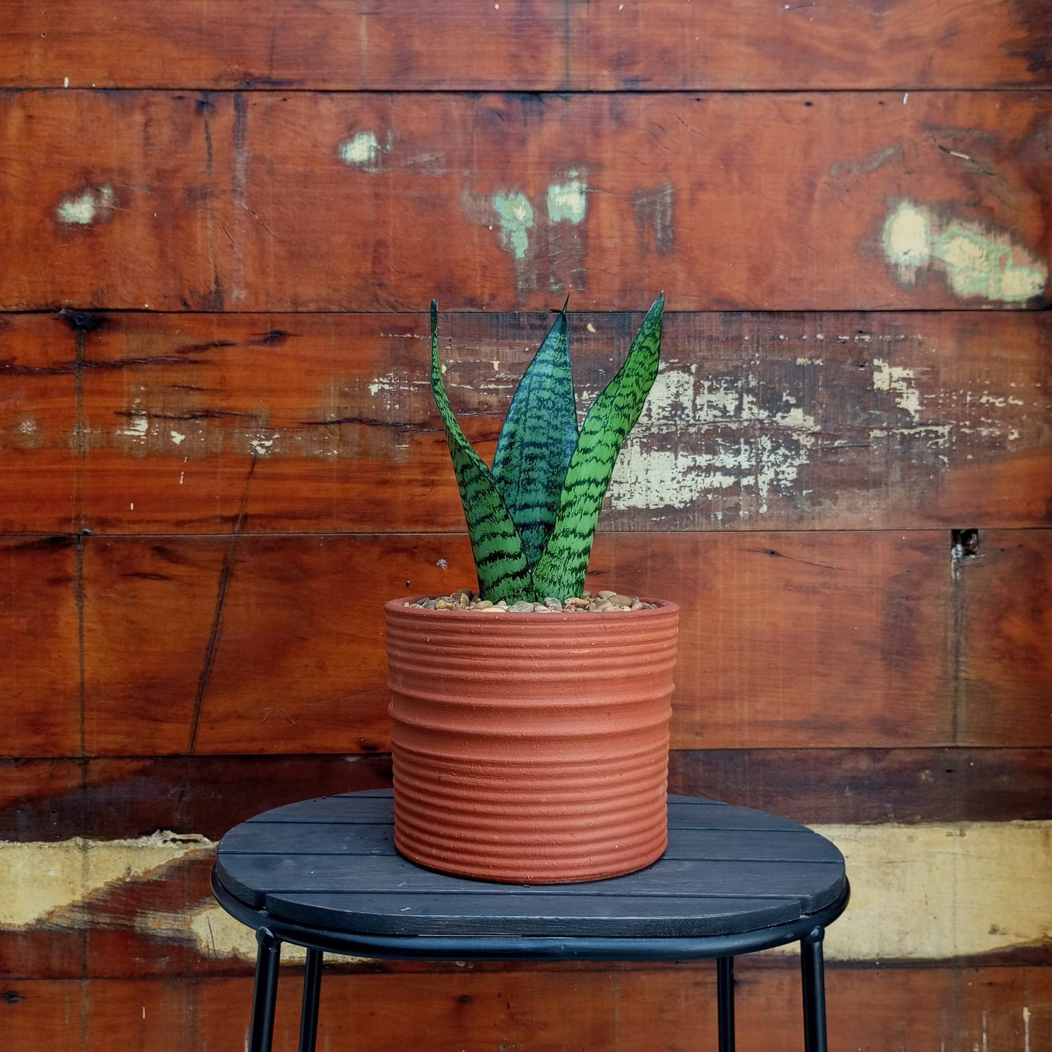 Sansevieria Coroa Dinamarquesa Cachepo riscado nº2