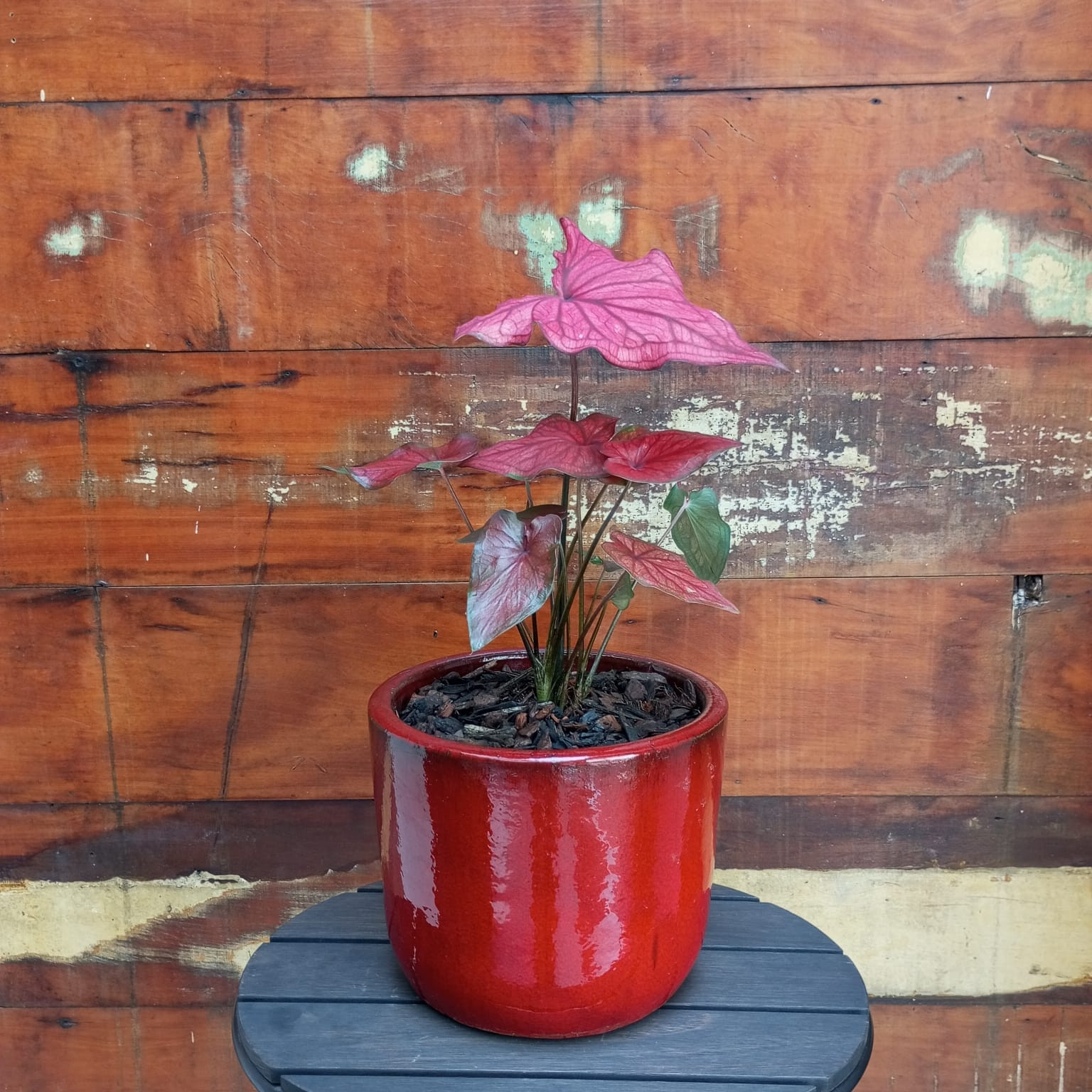 Caladium Cachepô morumbi vermelho nº3