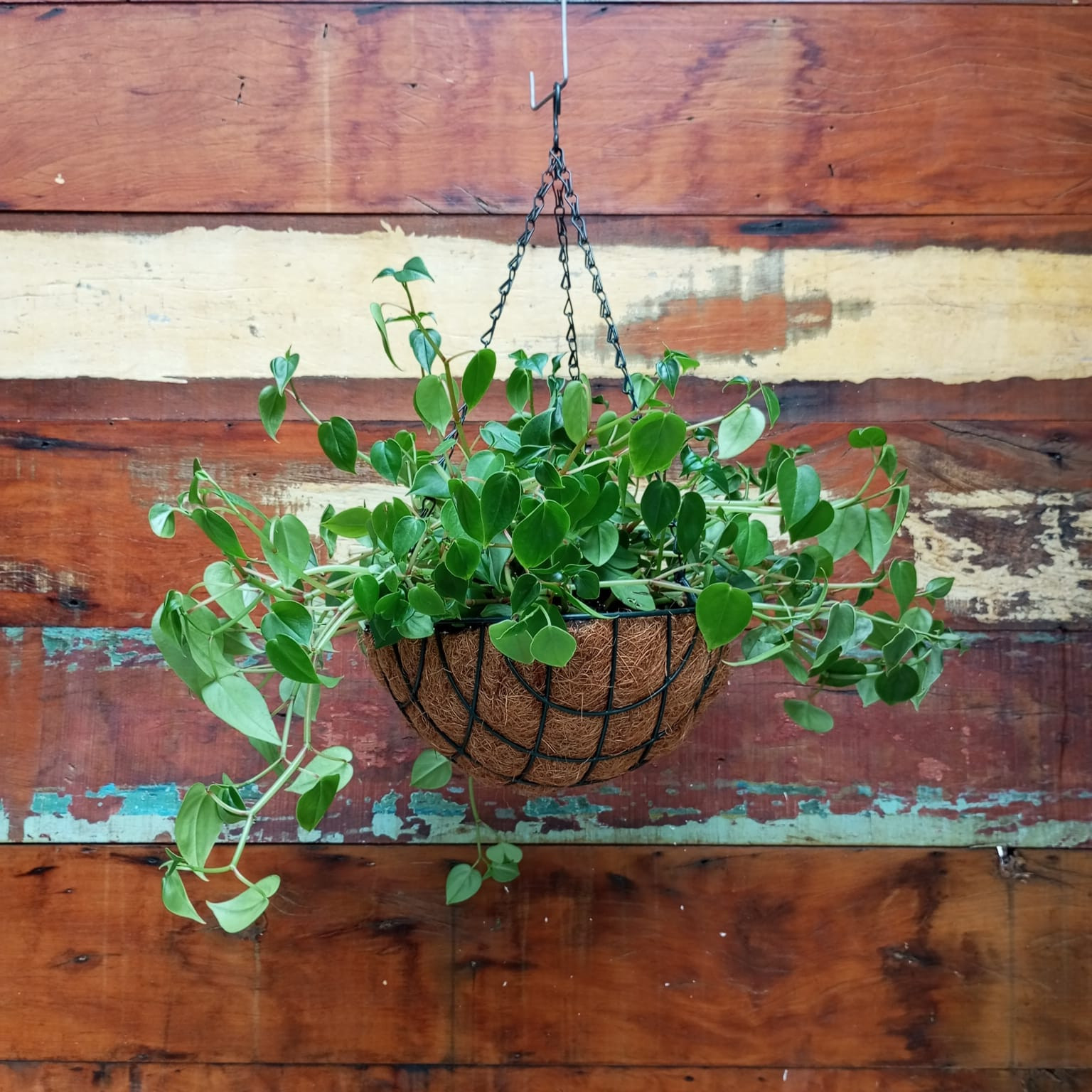 Peperomia verde Vaso pendente Coquim com aramado P