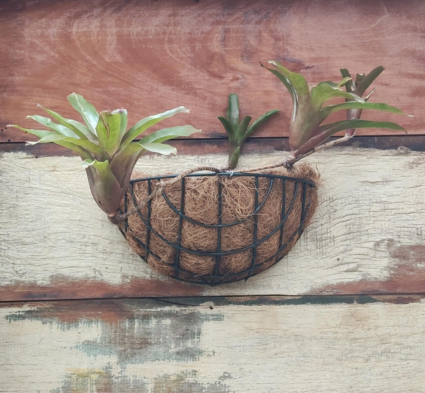 Neoregelia Fireball Vaso Parede Coquim Aramado PP