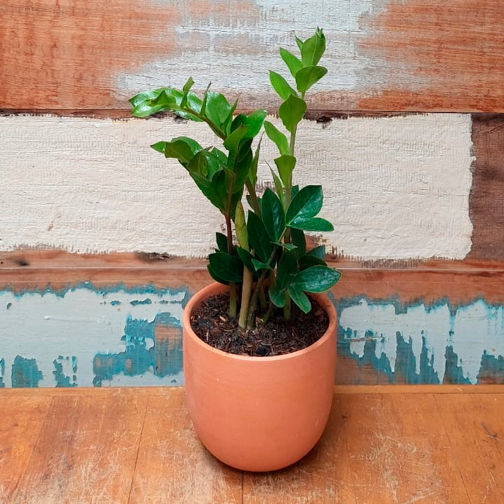 Zamioculca Vaso Cumbuca G