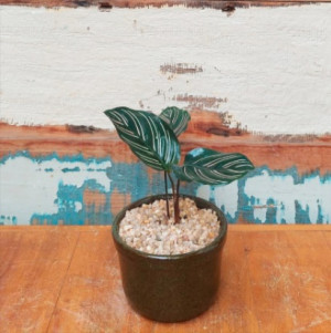 Arranjo vaso esmaltado com maranta riscada