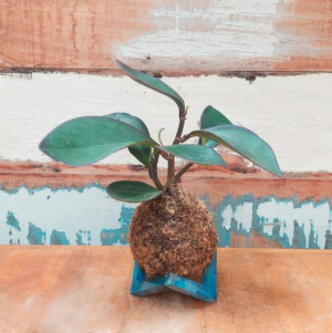 Kokedama Peperômia obtusifolia (L20xA25xP20 cm)