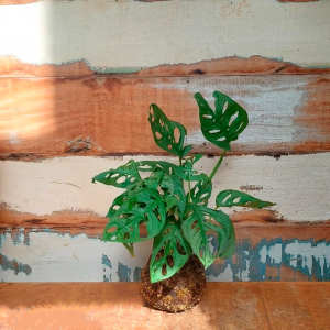 Kokedama de Monstera adansonii