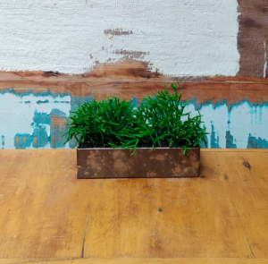 Rhipsalis erecta PP vaso ikebana P