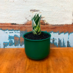 Espada variegata vaso lata nº0 verde