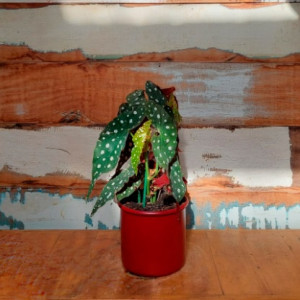 Begônia maculata vaso Lata nº 2 vermelho