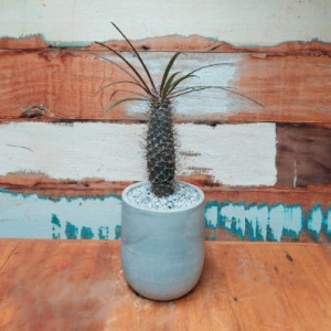 Palmeira de Madagascar vaso concreto curvo minizinho