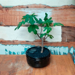 Bonsai Ficus carica vaso de bonsai preto nº2