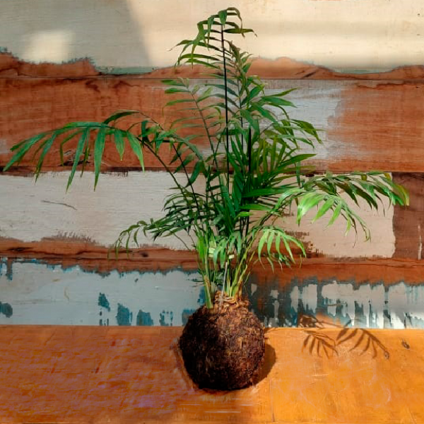 Kokedama 5