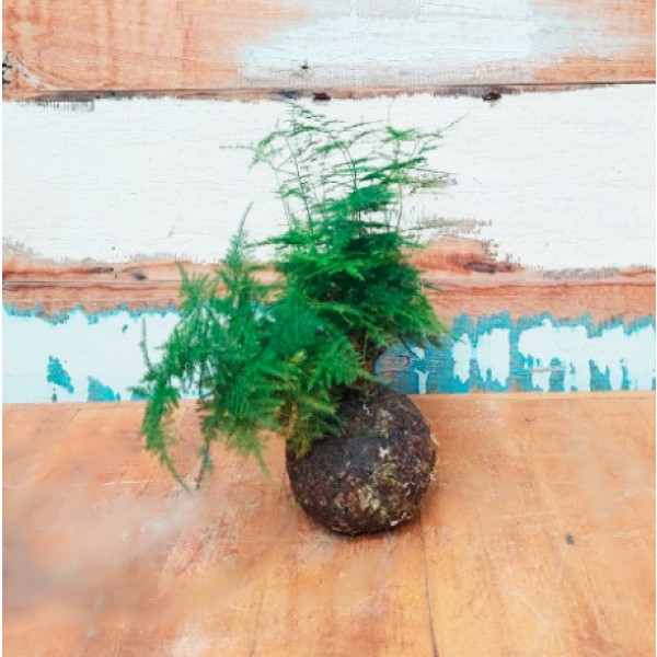 Kokedama 10