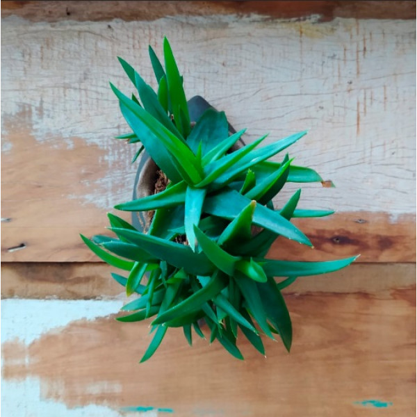 Aloe striatula vaso xana Dea Monteiro