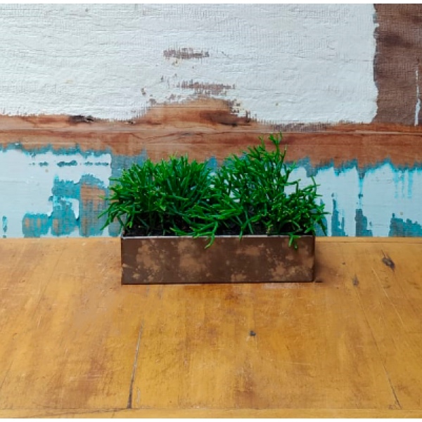 Rhipsalis erecta PP vaso ikebana P
