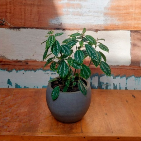Planta alumínio vaso concreto bola minizinho