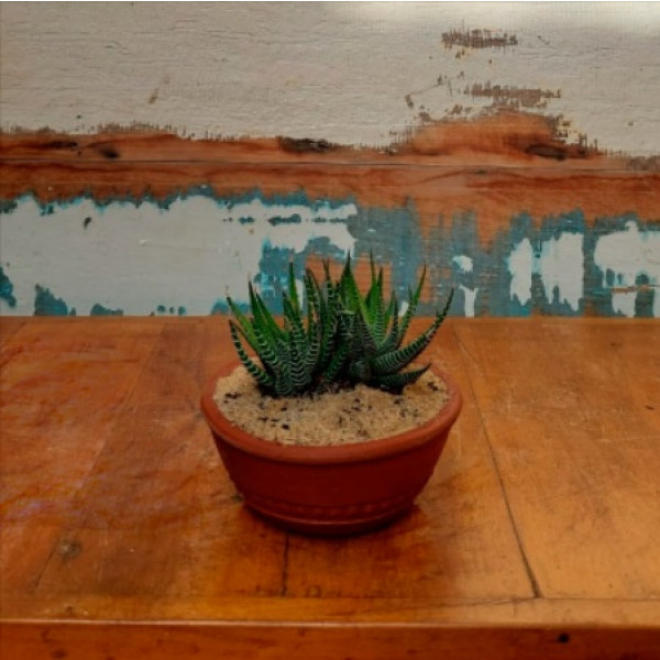 Aloe aristata na bacia de barro mini