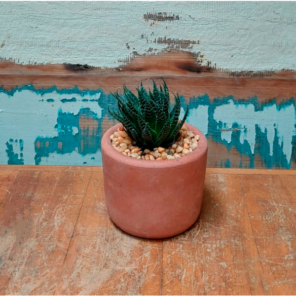 Aloe vaso mini cilindro nº0