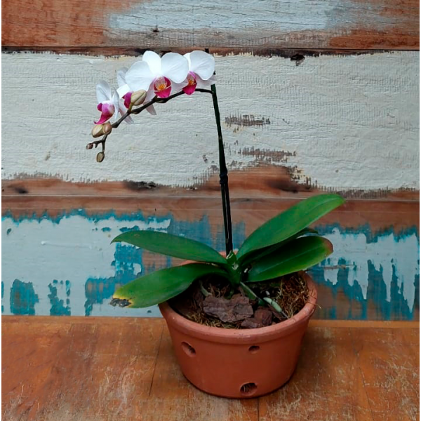 Orquidea Phalaenopsis Vaso Orquidea baixo nº 1