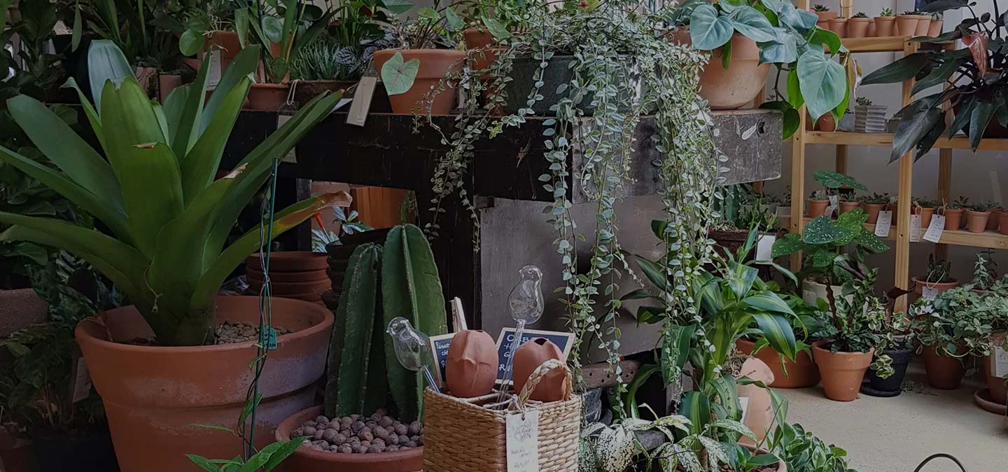 Varanda com jardim tropical antes