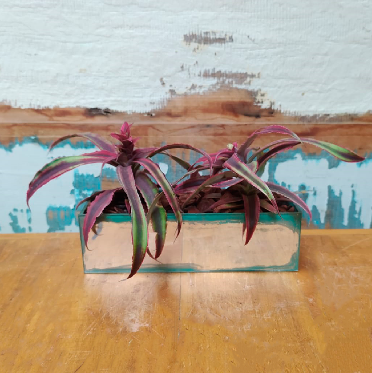 Arranjo de bromelias Cripthantus