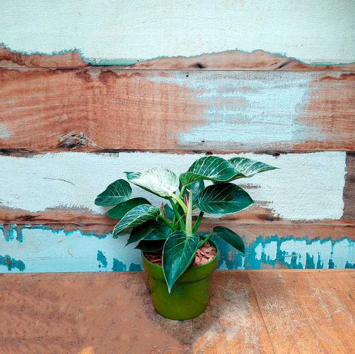 Arranjo Filodendro birkin vaso verde