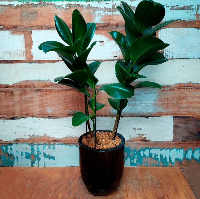 Arranjo de Ficus Elastica cloe vaso esmaltado