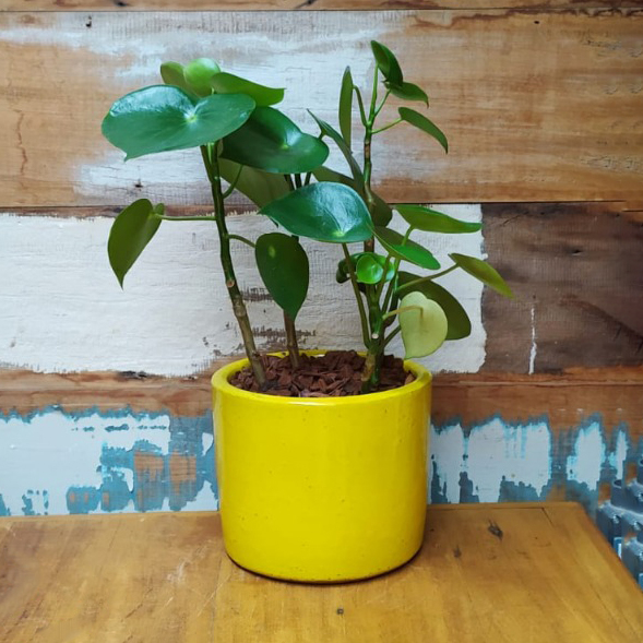 Peperômia raindrop mini cilindro esmalt. amarelo n°2