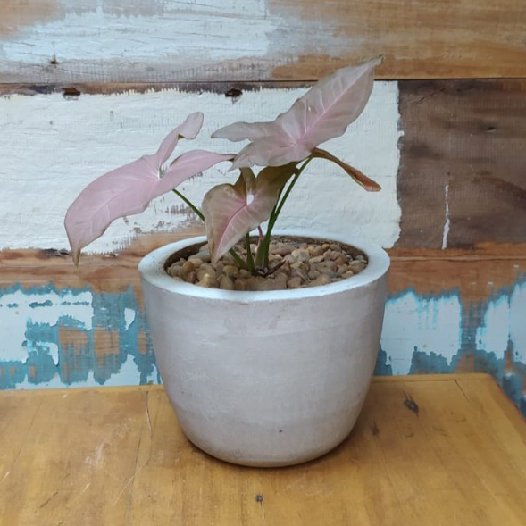 Singônio rosa no vaso tijelinha