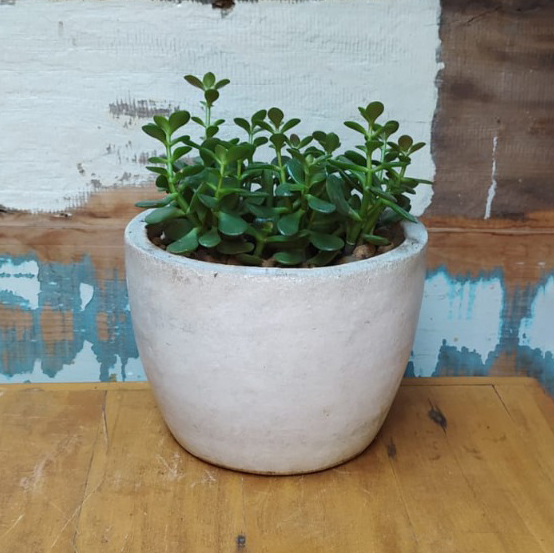 Suculenta no vaso tigelinha