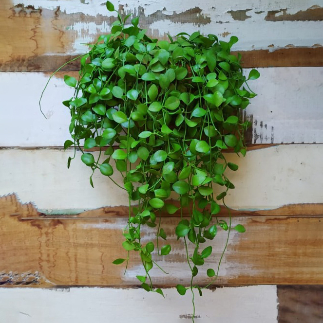 Dischidia imbricata vaso comum parede G