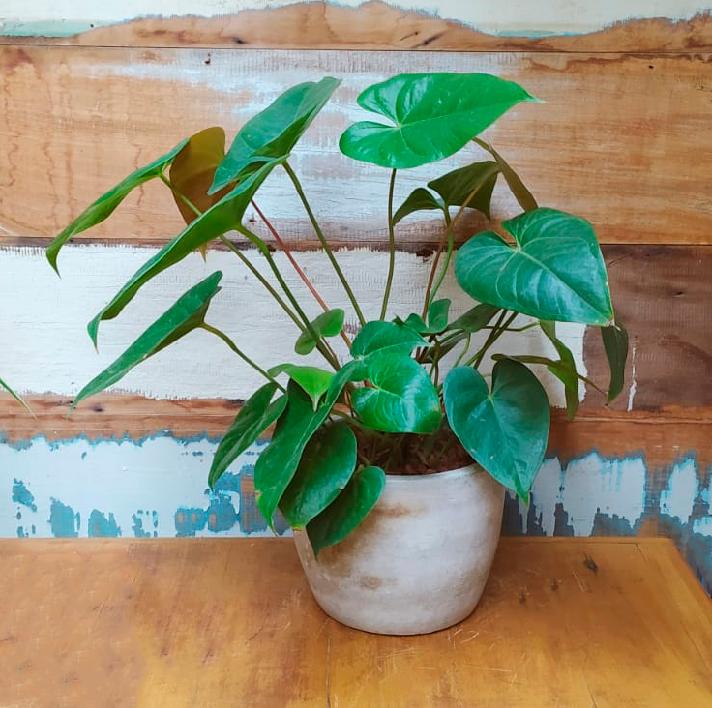 Antúrio no vaso tijelinha