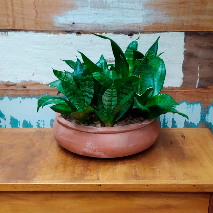 Mini espada de São Jorge bacia bonsai bege