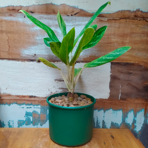 Aglaonema vaso lata n°3 verde