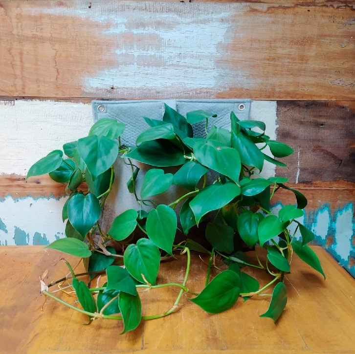 Filodendro coração bolsa pendente p/ jardinagem