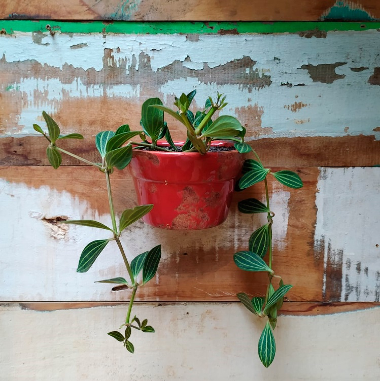Peperômia puteolata vaso parede esmalt. PP Vermelho