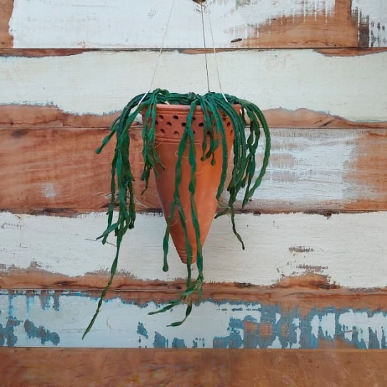 Rhipsalis paradoxa cone suspenso