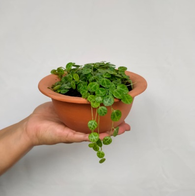 Peperômia prostata bacia chapéu P