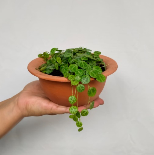 Peperômia prostata bacia chapéu P