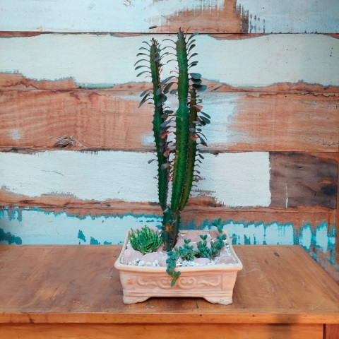 Terrário cacto e suculentas bacia bonsai bege