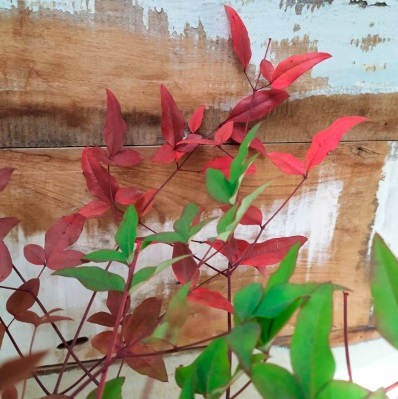 Nandina Bacia lisa nº 1