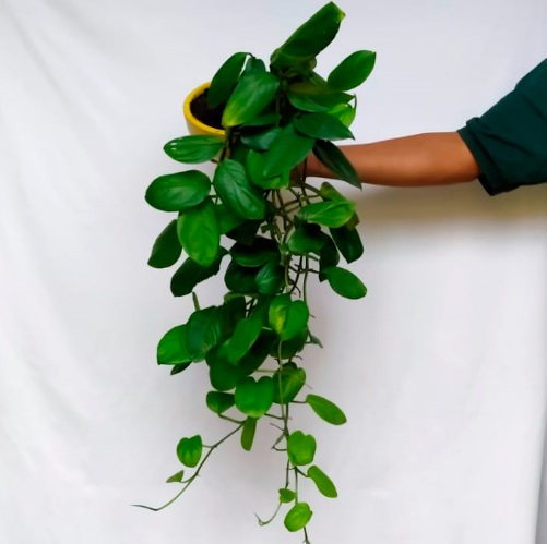 Monstera standleyana cuia nº1 esmalt.