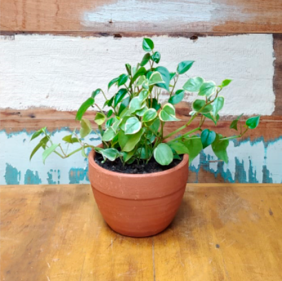 Peperomia Scandens vaso roma nº1