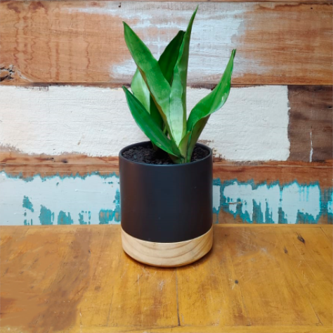 Sansevieria moonshine vaso preto base madeira