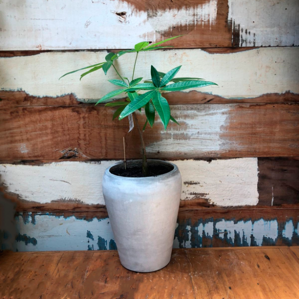 Árvore do dinheiro vaso atabaque mini