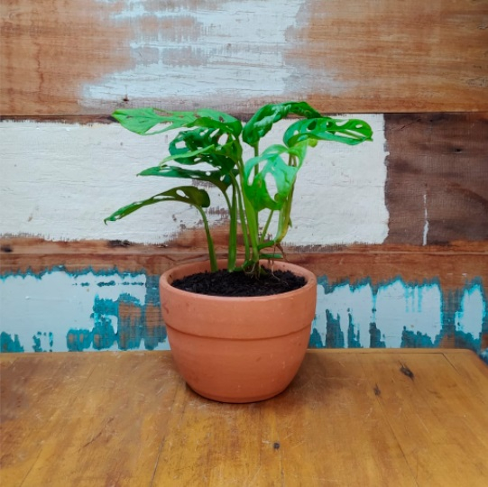 Monstera adansonii vaso roma nº1